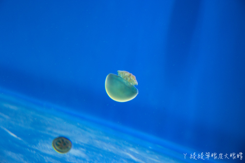 北台灣最大水族館推薦!桃園青埔Xpark水族館門票及交通資訊,必看可愛企鵝隧道、療癒水母