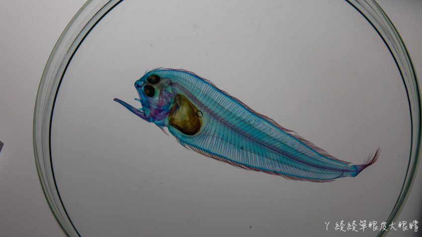 北台灣最大水族館推薦!桃園青埔Xpark水族館門票及交通資訊,必看可愛企鵝隧道、療癒水母