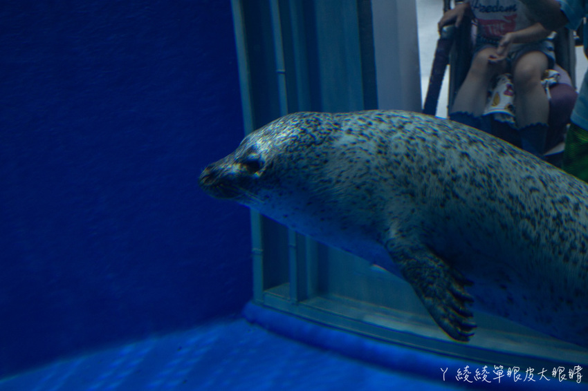 北台灣最大水族館推薦!桃園青埔Xpark水族館門票及交通資訊,必看可愛企鵝隧道、療癒水母