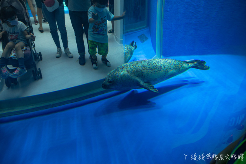 北台灣最大水族館推薦!桃園青埔Xpark水族館門票及交通資訊,必看可愛企鵝隧道、療癒水母