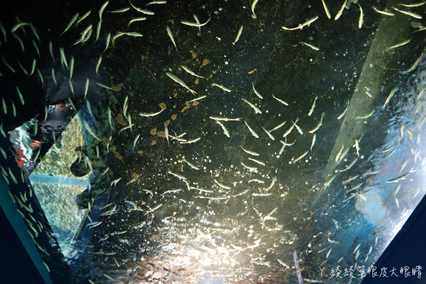 北台灣最大水族館推薦!桃園青埔Xpark水族館門票及交通資訊,必看可愛企鵝隧道、療癒水母