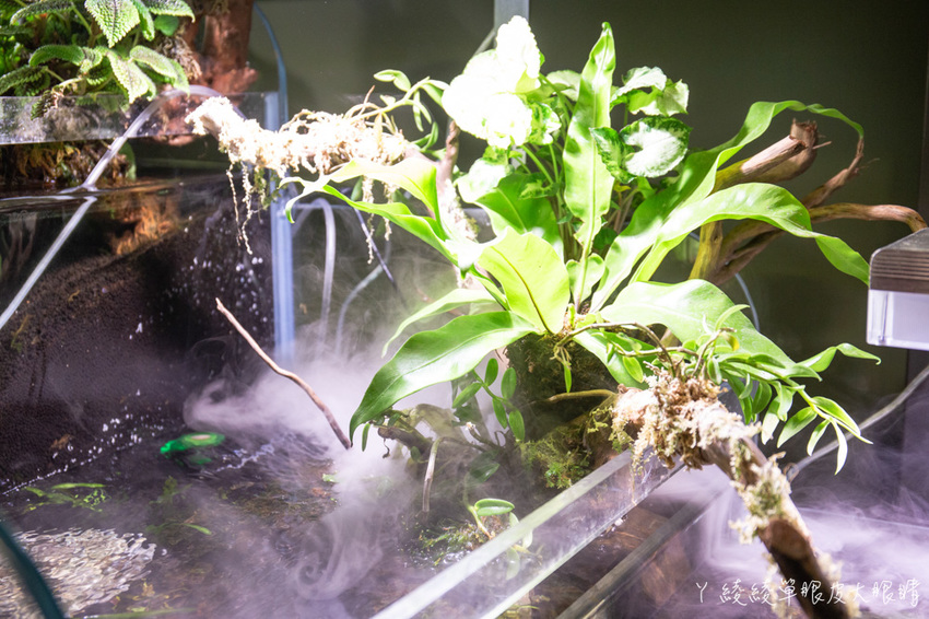 北台灣最大水族館推薦!桃園青埔Xpark水族館門票及交通資訊,必看可愛企鵝隧道、療癒水母