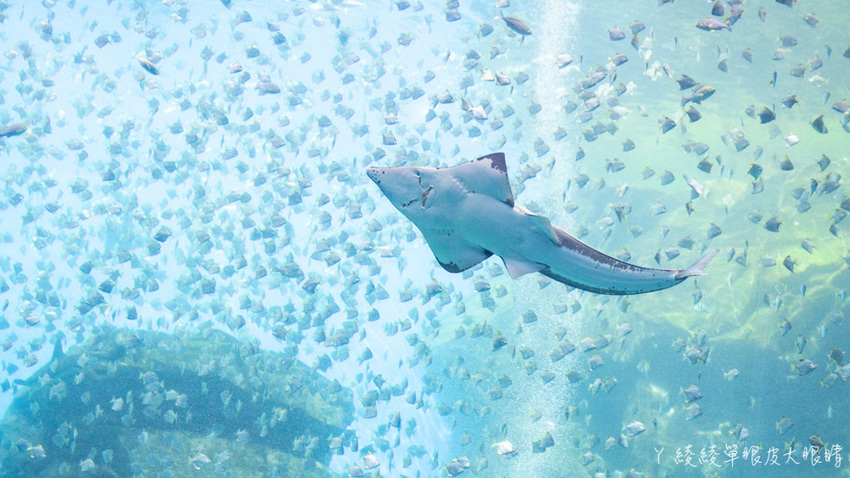 北台灣最大水族館推薦!桃園青埔Xpark水族館門票及交通資訊,必看可愛企鵝隧道、療癒水母