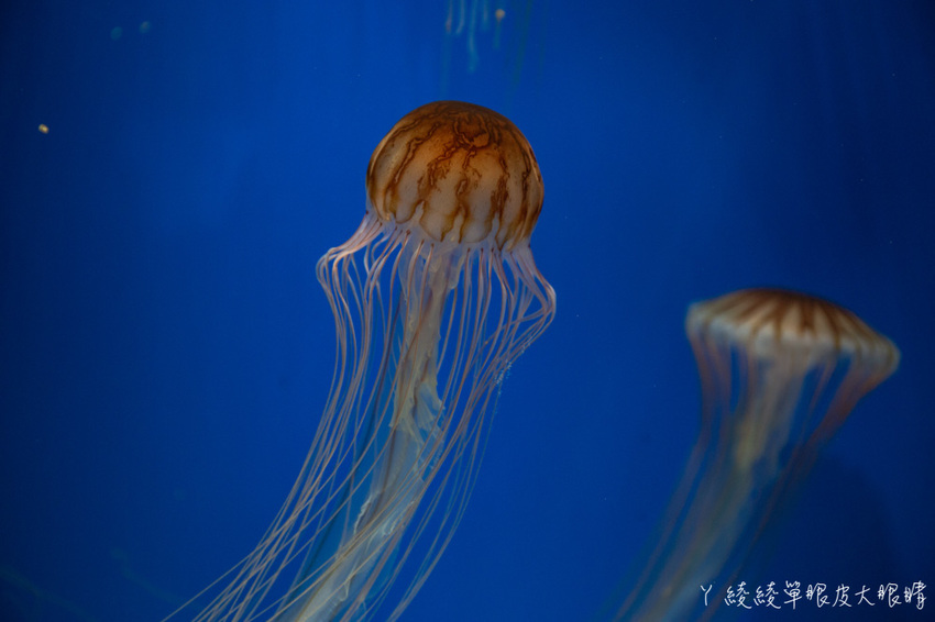 北台灣最大水族館推薦!桃園青埔Xpark水族館門票及交通資訊,必看可愛企鵝隧道、療癒水母