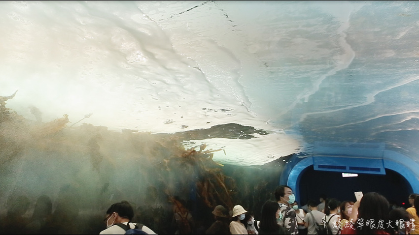 北台灣最大水族館推薦！桃園青埔Xpark水族館門票及交通資訊，必看可愛企鵝隧道、療癒水母