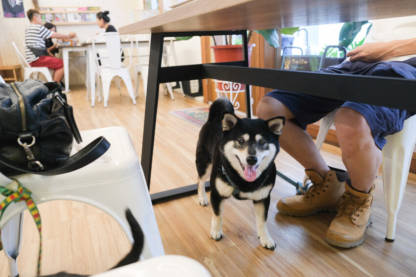 阿飛Brunch|植物系早午餐店,嚴選食材的溫馨寵物友善餐廳,近台中火車站
