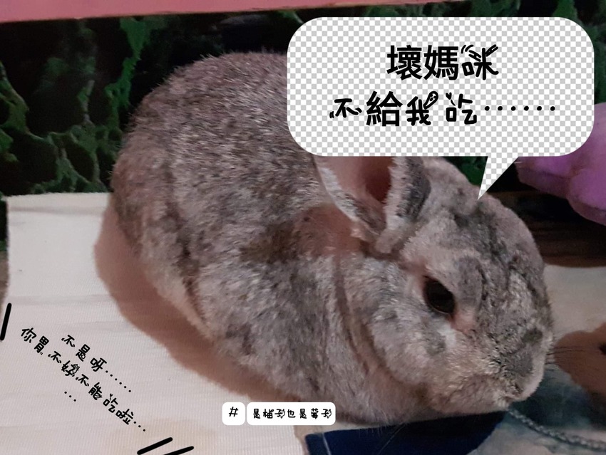 銅板美食!大人小孩都愛純手工雞蛋糕來了哦!餵我吃,純鮮奶!堅持不加一滴水!好吃又紮實的口感~連狗狗都可以吃哦!