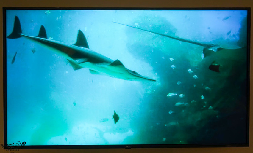 桃園新開幕飯店》COZZI Blu 和逸飯店桃園館,海洋元素客房,鄰近Xpark、outlet購物商城、新光影城 @緹雅瑪 美食旅遊趣