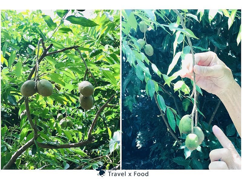 2020 桃園蓮花季，「金湖岸+康莊蓮園」之雙農場一日遊 @魚兒 x 牽手明太子的「視」界旅行