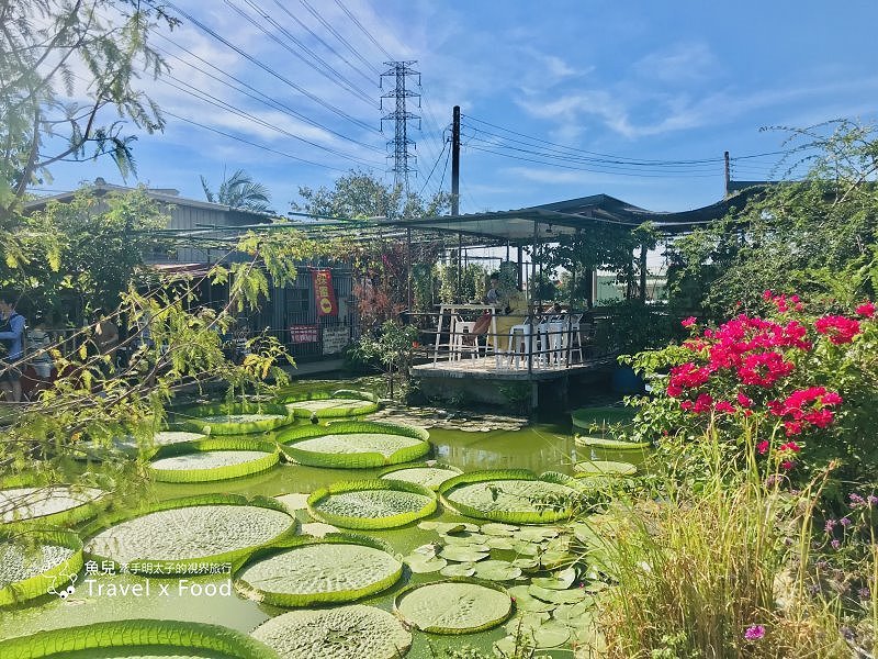 2020 桃園蓮花季，「金湖岸+康莊蓮園」之雙農場一日遊 @魚兒 x 牽手明太子的「視」界旅行