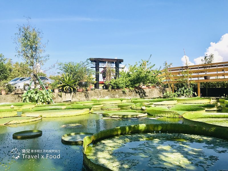 2020 桃園蓮花季，「金湖岸+康莊蓮園」之雙農場一日遊 @魚兒 x 牽手明太子的「視」界旅行