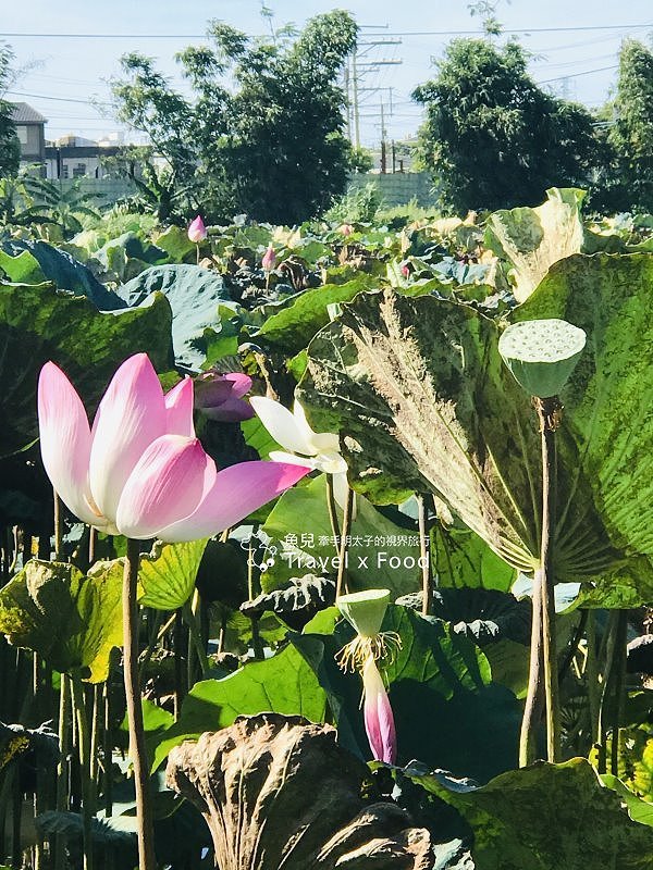 2020 桃園蓮花季，「金湖岸+康莊蓮園」之雙農場一日遊 @魚兒 x 牽手明太子的「視」界旅行