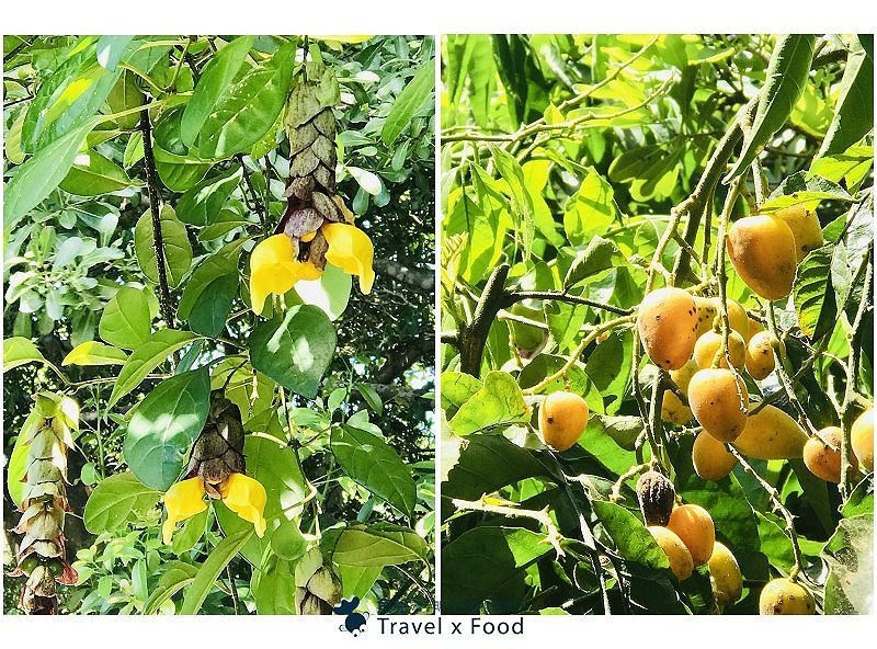 2020 桃園蓮花季，「金湖岸+康莊蓮園」之雙農場一日遊 @魚兒 x 牽手明太子的「視」界旅行