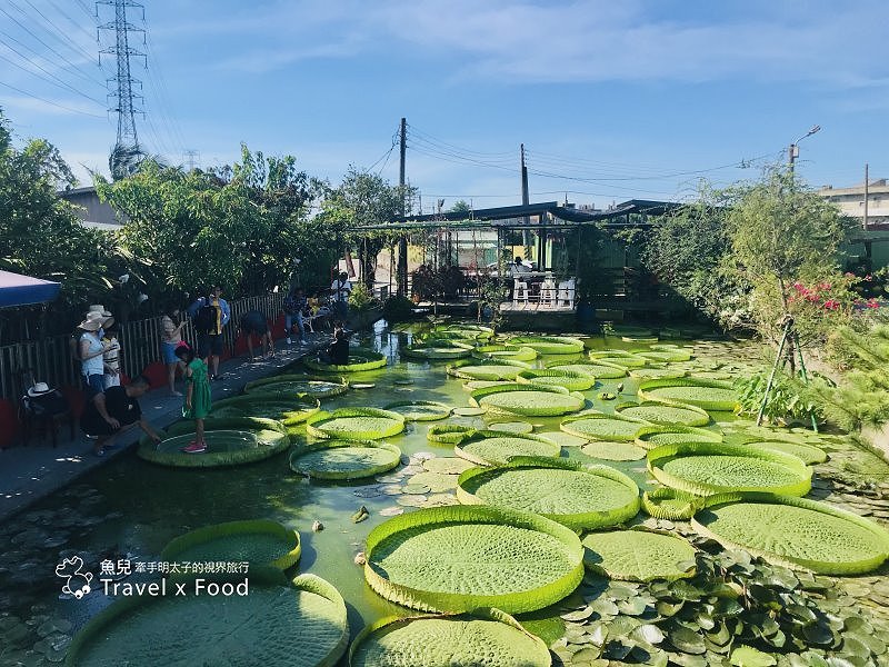 2020 桃園蓮花季，「金湖岸+康莊蓮園」之雙農場一日遊 @魚兒 x 牽手明太子的「視」界旅行