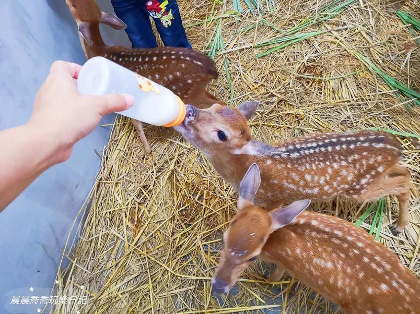 宜蘭親子景點心花鹿Fun
