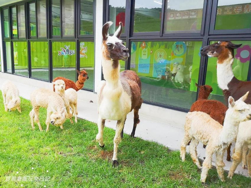 宜蘭親子景點心花鹿Fun