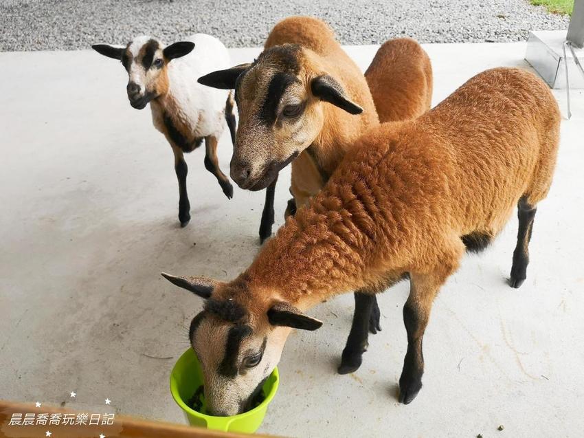 宜蘭親子景點心花鹿Fun