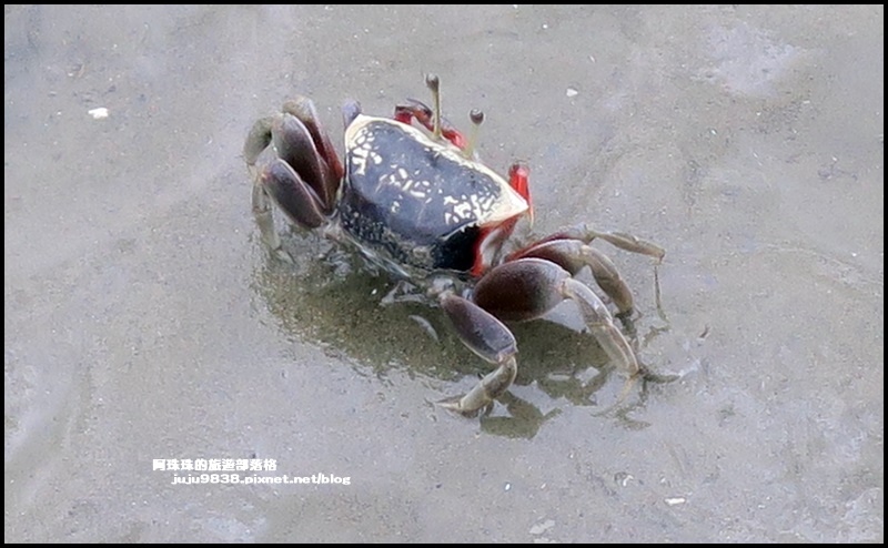 賞蟹步道30.JPG 賞蟹步道30.JPG
