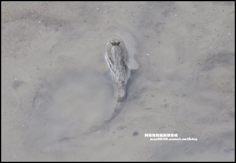 賞蟹步道32.JPG 賞蟹步道32.JPG