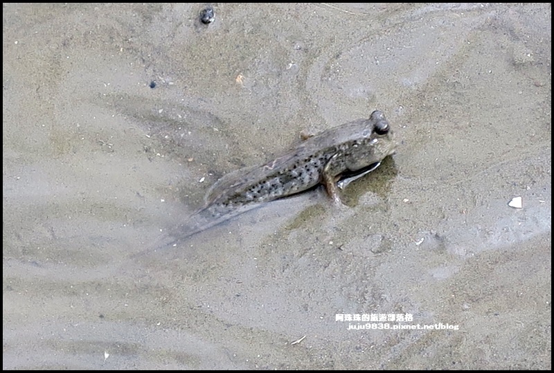 賞蟹步道33.JPG 賞蟹步道33.JPG