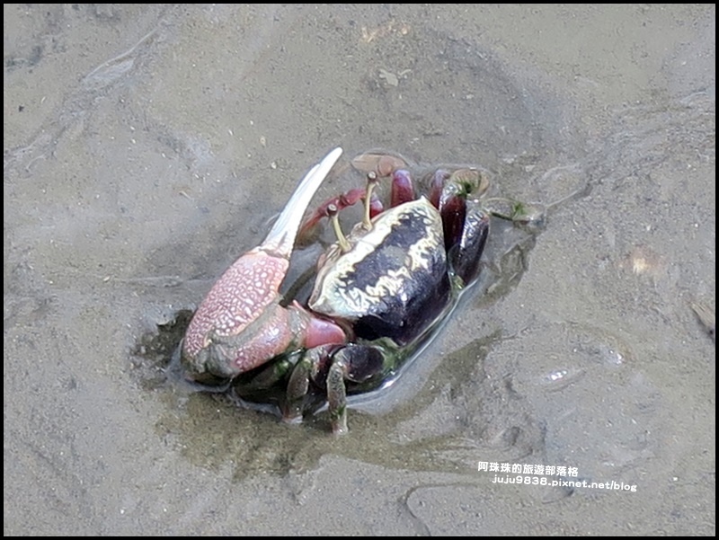 賞蟹步道34.JPG 賞蟹步道34.JPG