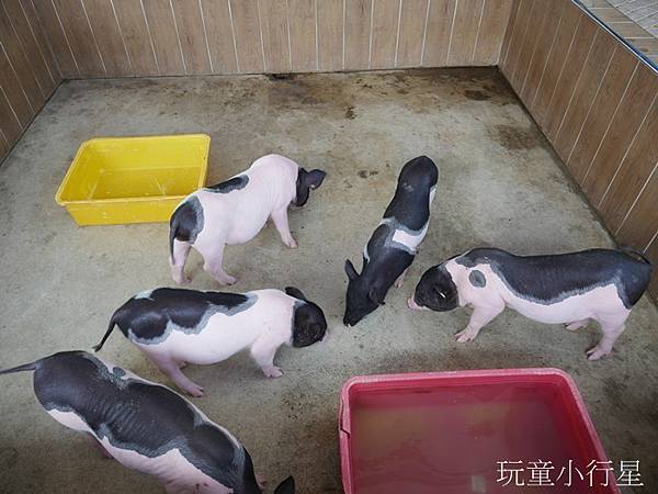 嘉義民雄三隻小豬8.JPG 嘉義民雄三隻小豬8.JPG