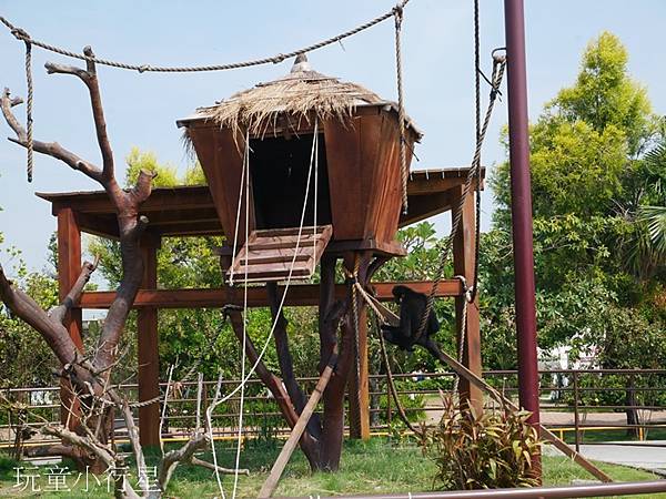 嘉義民雄三隻小豬12.JPG 嘉義民雄三隻小豬12.JPG