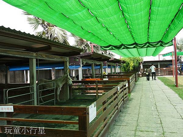 嘉義民雄三隻小豬36.JPG 嘉義民雄三隻小豬36.JPG