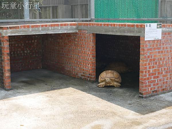 嘉義民雄三隻小豬21.JPG 嘉義民雄三隻小豬21.JPG