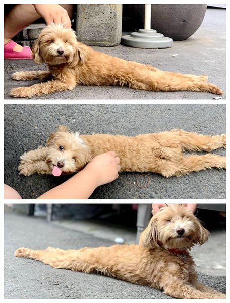 94744292_3231239520227755_1183955173056184320_n_副本_副本.jpg 94744292_3231239520227755_1183955173056184320_n_副本_副本.jpg