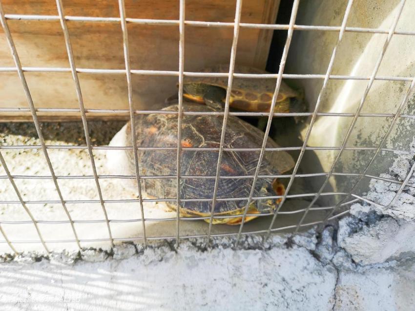 宜蘭景點五十二甲生態農場