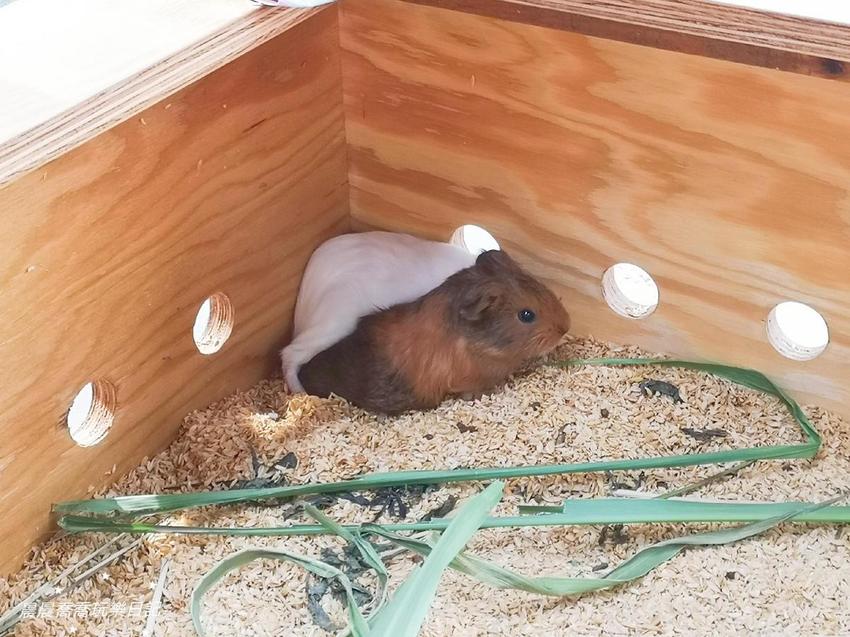 宜蘭景點/五十二甲生態農場