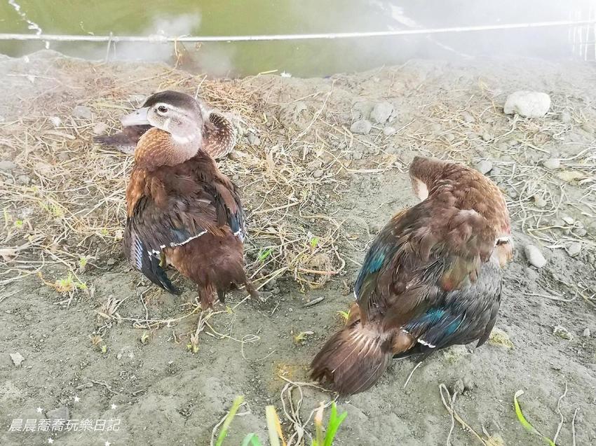 宜蘭景點五十二甲生態農場