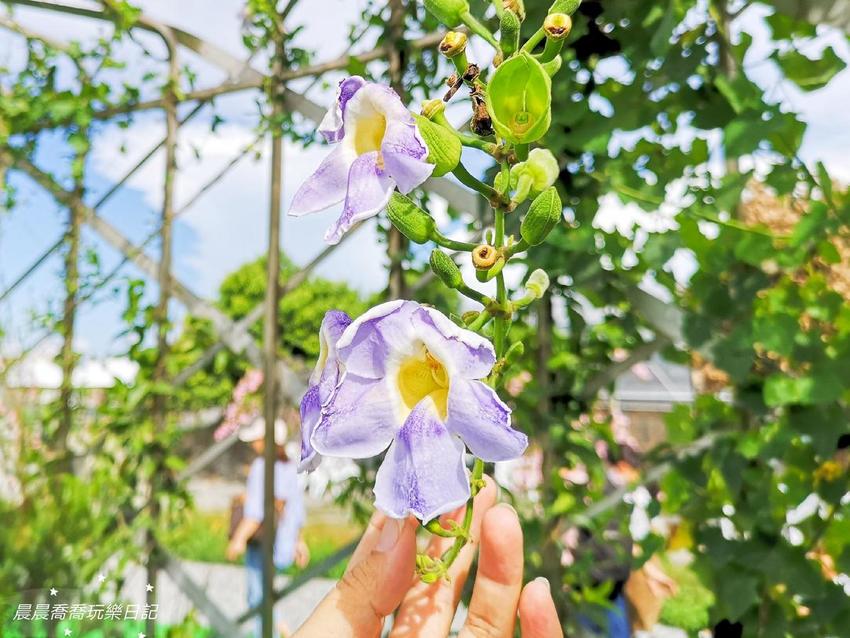宜蘭景點/五十二甲生態農場