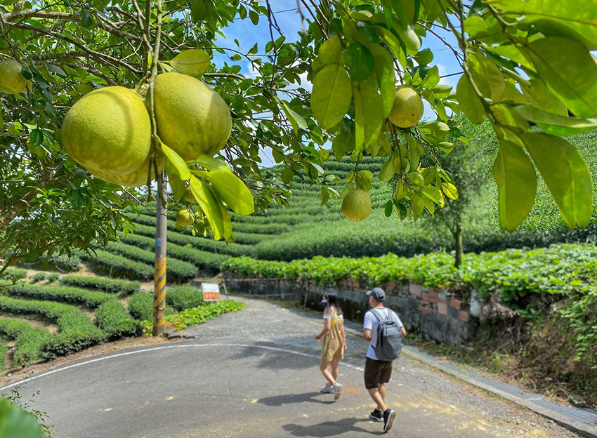 新北石碇鱷魚島、山嵐疊疊碧綠翡翠水庫、友善小車不用爬直接攻頂