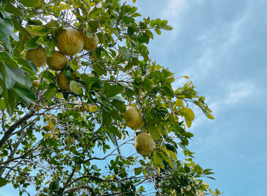 新北石碇鱷魚島、山嵐疊疊碧綠翡翠水庫、友善小車不用爬直接攻頂