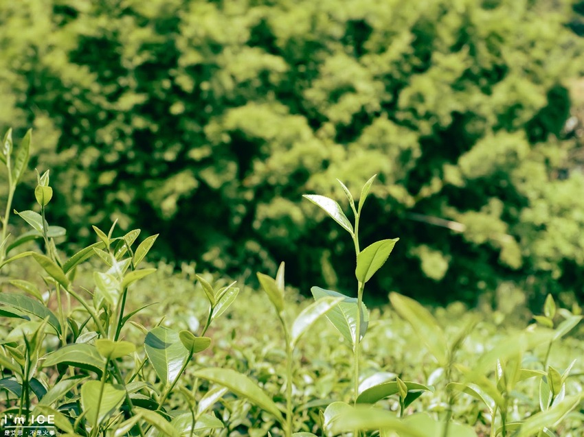 新北石碇5大必踏文青風景點！在私房秘境體驗慢茶旅。