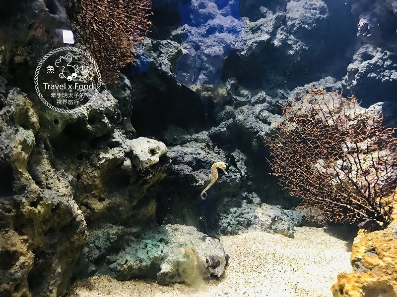 模擬環境溫濕度、氣味與聲音，日本八景島團隊跨海打造，全台首座日系都會型水族館：X PARK 都會型水生公園 @魚兒 x 牽手明太子的「視」界旅行