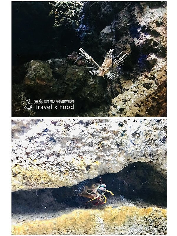 模擬環境溫濕度、氣味與聲音，日本八景島團隊跨海打造，全台首座日系都會型水族館：X PARK 都會型水生公園 @魚兒 x 牽手明太子的「視」界旅行