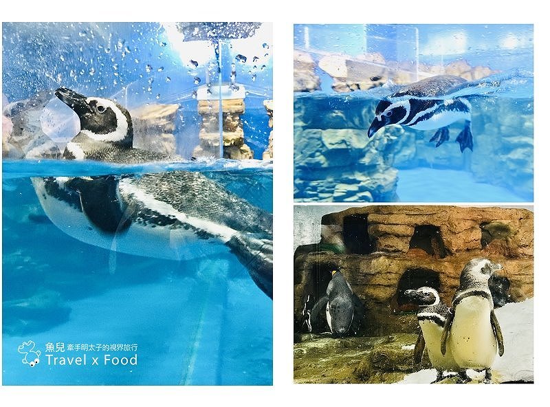 模擬環境溫濕度、氣味與聲音，日本八景島團隊跨海打造，全台首座日系都會型水族館：X PARK 都會型水生公園 @魚兒 x 牽手明太子的「視」界旅行