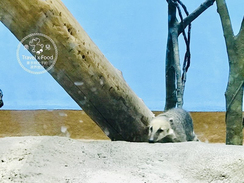 模擬環境溫濕度、氣味與聲音，日本八景島團隊跨海打造，全台首座日系都會型水族館：X PARK 都會型水生公園 @魚兒 x 牽手明太子的「視」界旅行