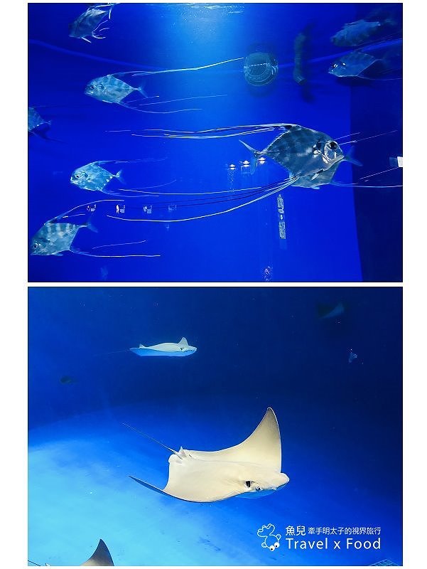 模擬環境溫濕度、氣味與聲音，日本八景島團隊跨海打造，全台首座日系都會型水族館：X PARK 都會型水生公園 @魚兒 x 牽手明太子的「視」界旅行