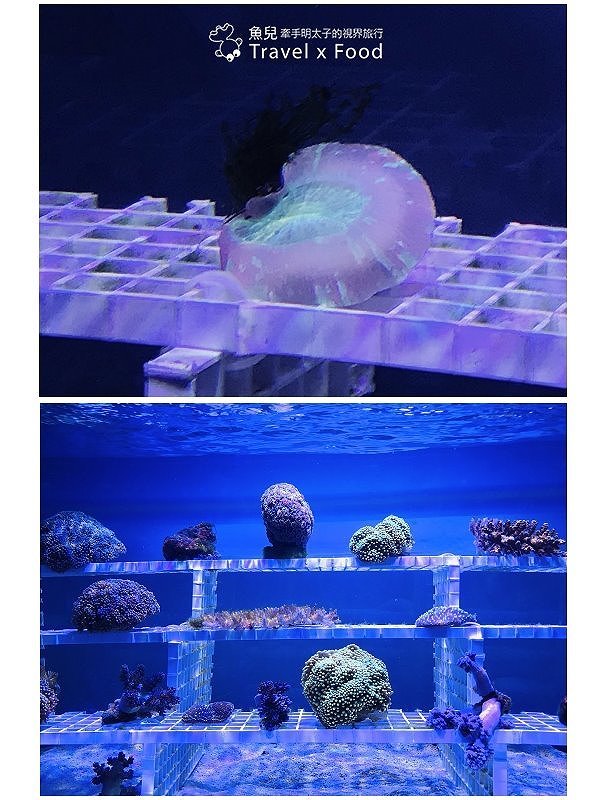 模擬環境溫濕度、氣味與聲音，日本八景島團隊跨海打造，全台首座日系都會型水族館：X PARK 都會型水生公園 @魚兒 x 牽手明太子的「視」界旅行