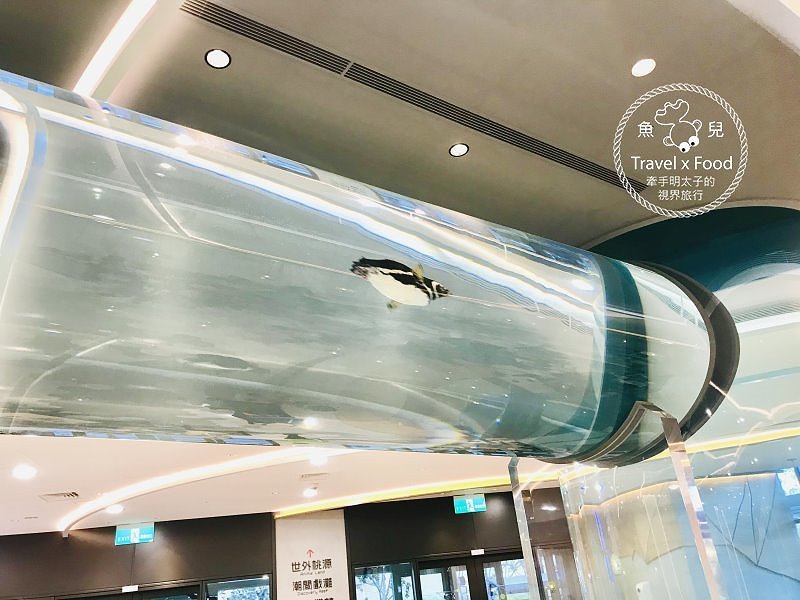 模擬環境溫濕度、氣味與聲音，日本八景島團隊跨海打造，全台首座日系都會型水族館：X PARK 都會型水生公園 @魚兒 x 牽手明太子的「視」界旅行