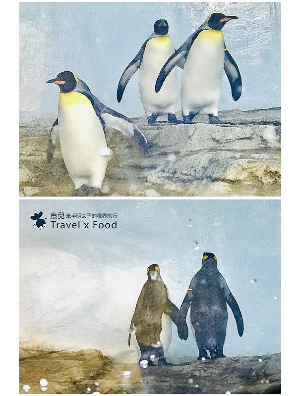 模擬環境溫濕度、氣味與聲音，日本八景島團隊跨海打造，全台首座日系都會型水族館：X PARK 都會型水生公園 @魚兒 x 牽手明太子的「視」界旅行