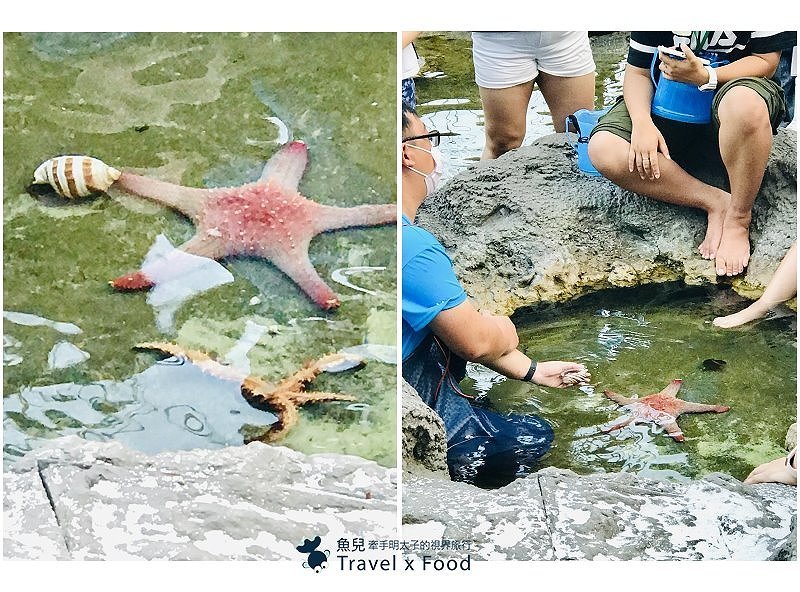 模擬環境溫濕度、氣味與聲音，日本八景島團隊跨海打造，全台首座日系都會型水族館：X PARK 都會型水生公園 @魚兒 x 牽手明太子的「視」界旅行