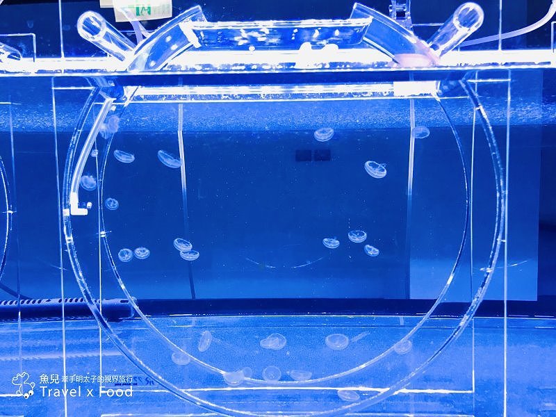 模擬環境溫濕度、氣味與聲音，日本八景島團隊跨海打造，全台首座日系都會型水族館：X PARK 都會型水生公園 @魚兒 x 牽手明太子的「視」界旅行