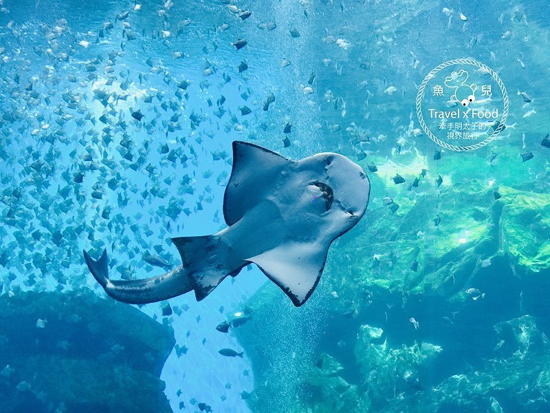 模擬環境溫濕度、氣味與聲音，日本八景島團隊跨海打造，全台首座日系都會型水族館：X PARK 都會型水生公園 @魚兒 x 牽手明太子的「視」界旅行