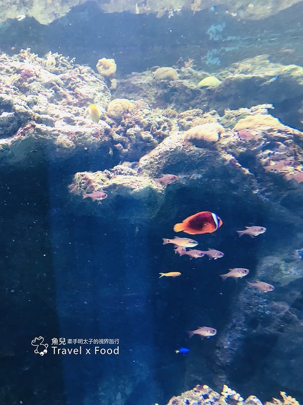 模擬環境溫濕度、氣味與聲音，日本八景島團隊跨海打造，全台首座日系都會型水族館：X PARK 都會型水生公園 @魚兒 x 牽手明太子的「視」界旅行