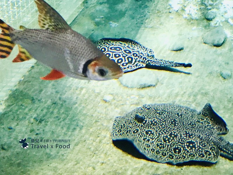 模擬環境溫濕度、氣味與聲音，日本八景島團隊跨海打造，全台首座日系都會型水族館：X PARK 都會型水生公園 @魚兒 x 牽手明太子的「視」界旅行